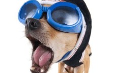 日韩恶搞狗狗图片视频网站,萌宠欢乐大集合