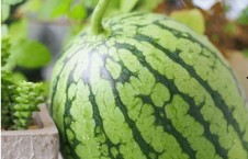 网红吃瓜颜色分析,揭秘色彩背后的秘密与趋势